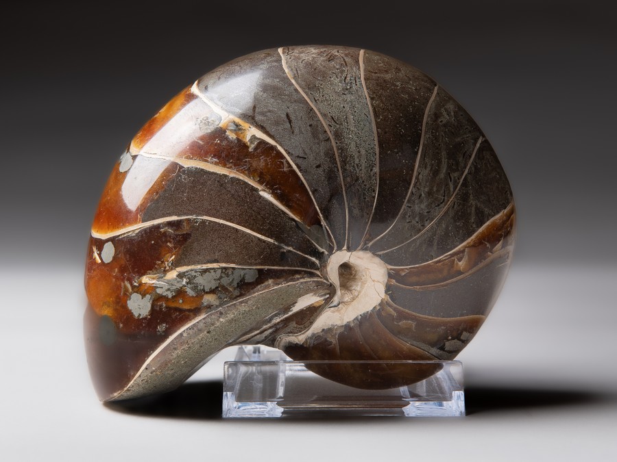 Nautilus
cymatoceras