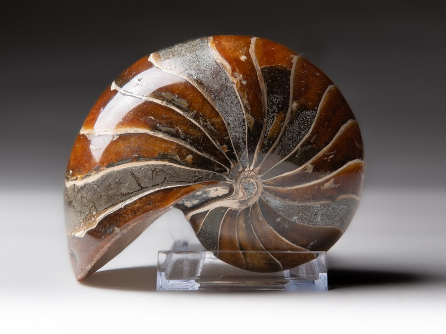 Nautilus
cymatoceras