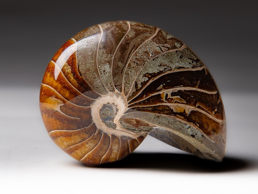 Nautilus
cymatoceras