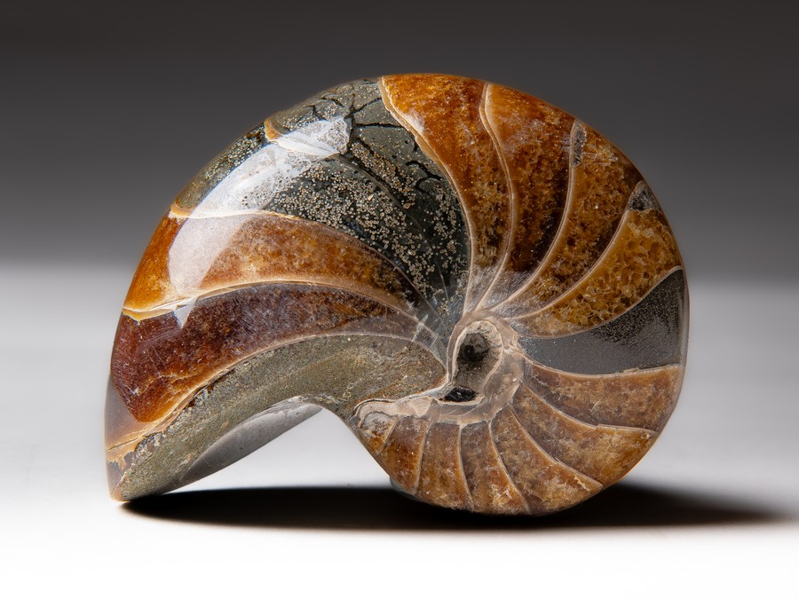 Nautilus
cymatoceras