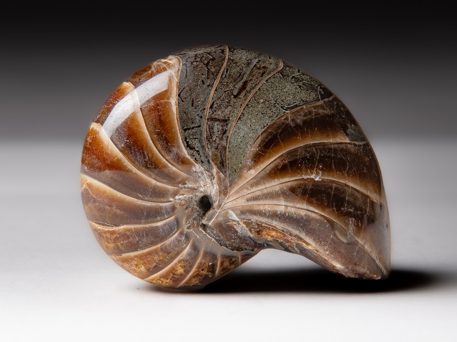 Nautilus
cymatoceras