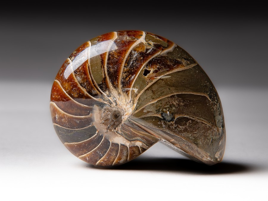Nautilus
cymatoceras