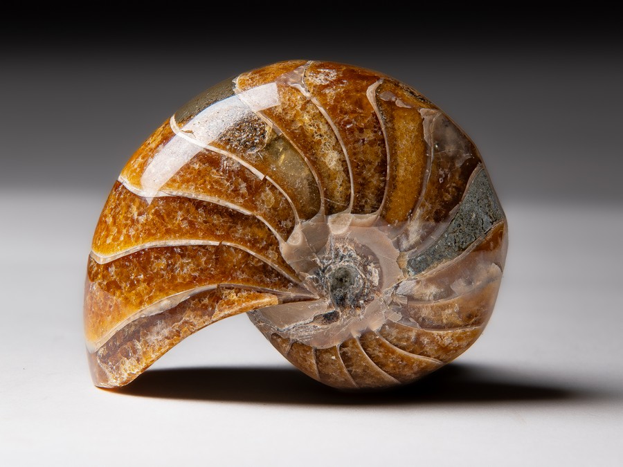 Nautilus
cymatoceras