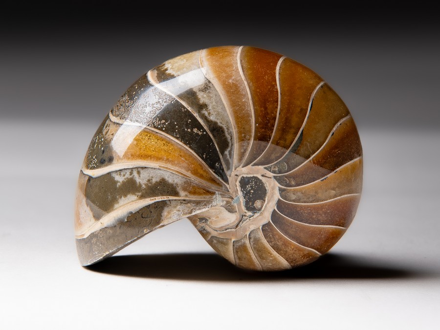 Nautilus
cymatoceras