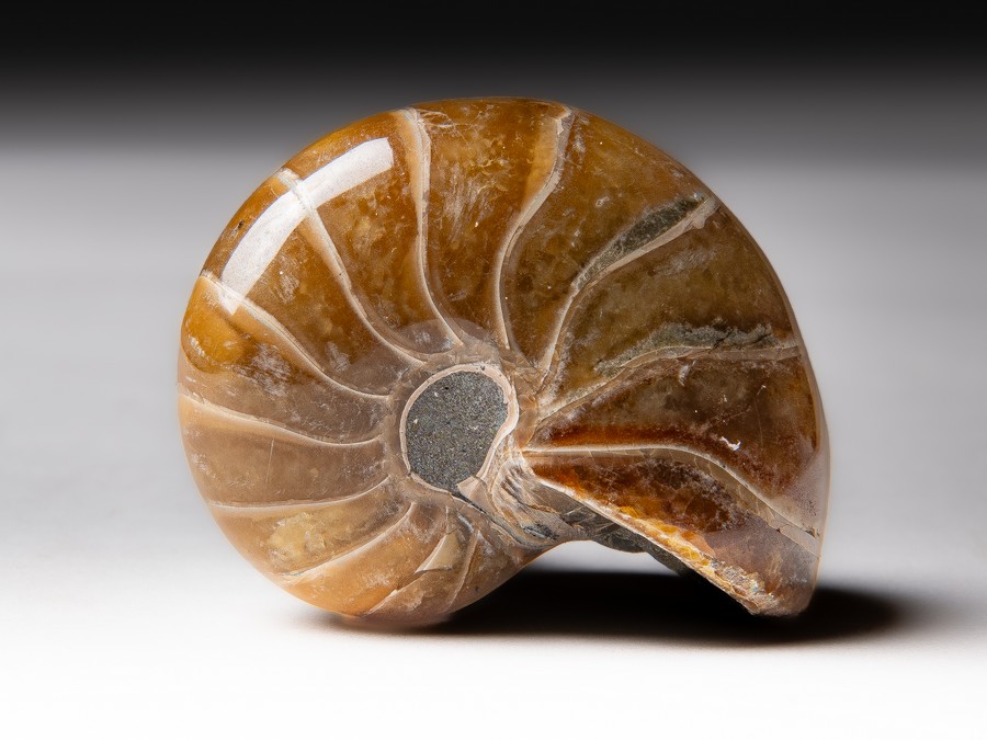 Nautilus
cymatoceras