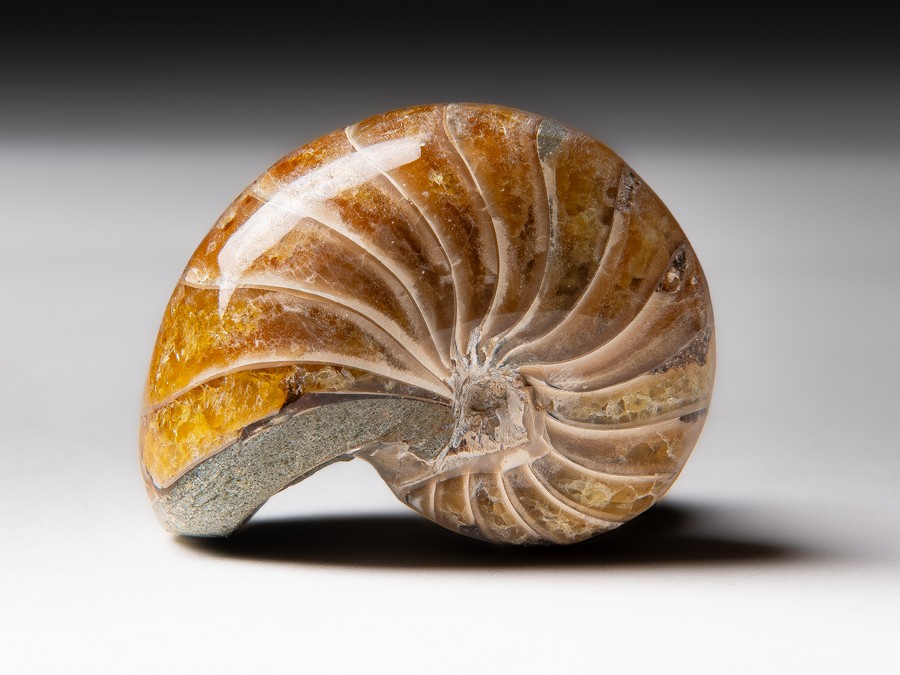 Nautilus
cymatoceras