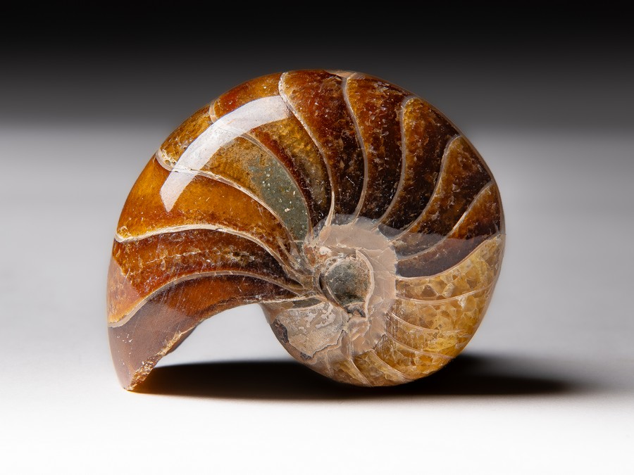 Nautilus
cymatoceras