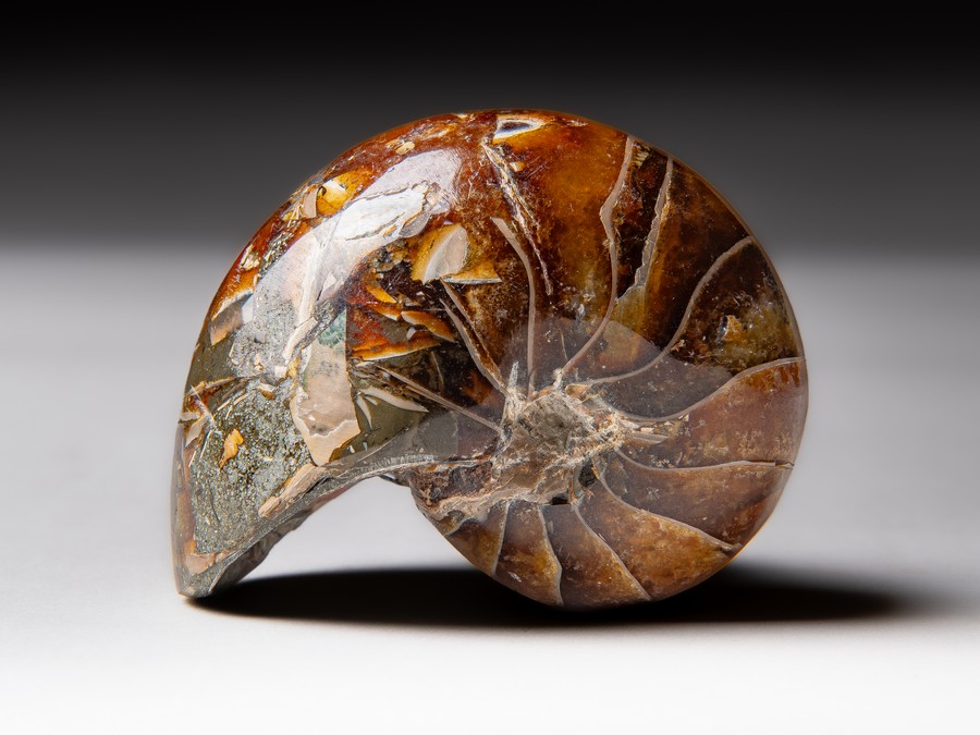 Nautilus
cymatoceras