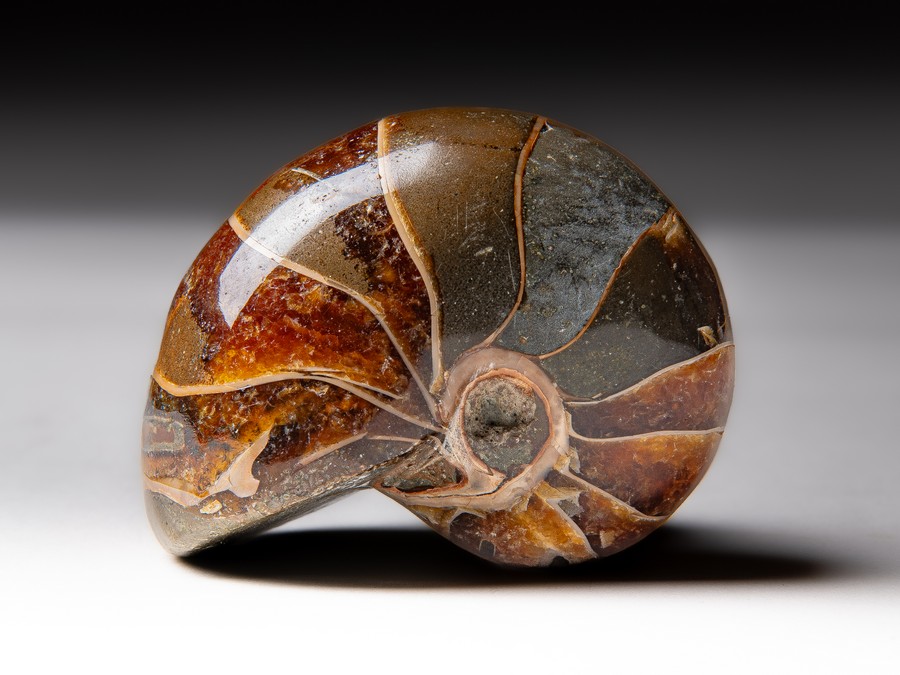 Nautilus
cymatoceras