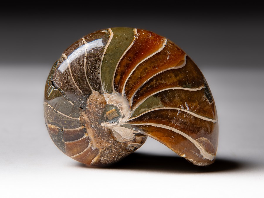 Nautilus
cymatoceras