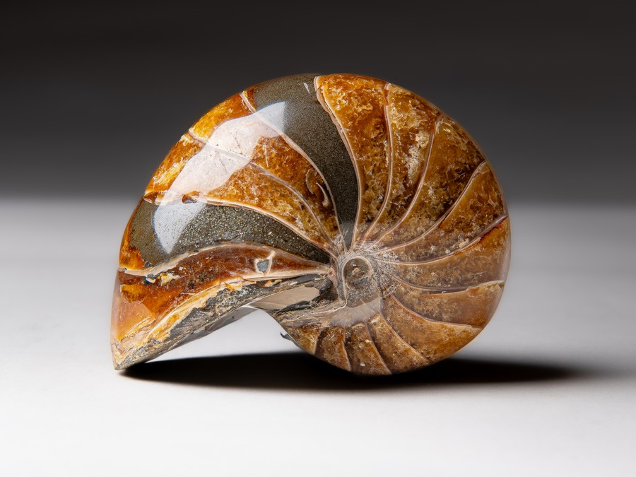 Nautilus
cymatoceras