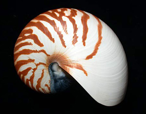rezenter Nautilus