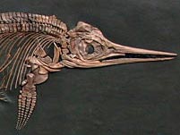 Repliken von Fossilien aus dem Holzmadener Posidonienschiefer
