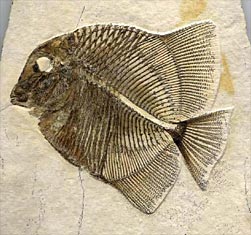 Kugelzahnfisch, Gyronchus macropterus
