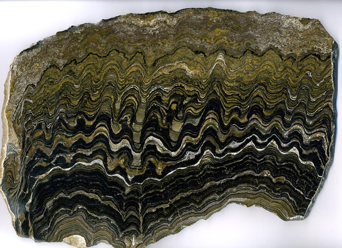 Stromatolithen aus
                                Bolivien