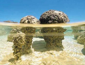 rezente Stromatolithen aus Westaustralien